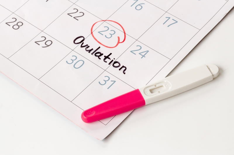 Ovulation day marked on calendar for pregnancy planning 